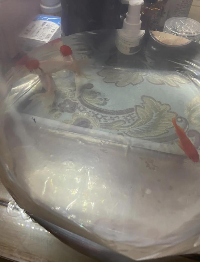 北京賣雷龍魚的地方