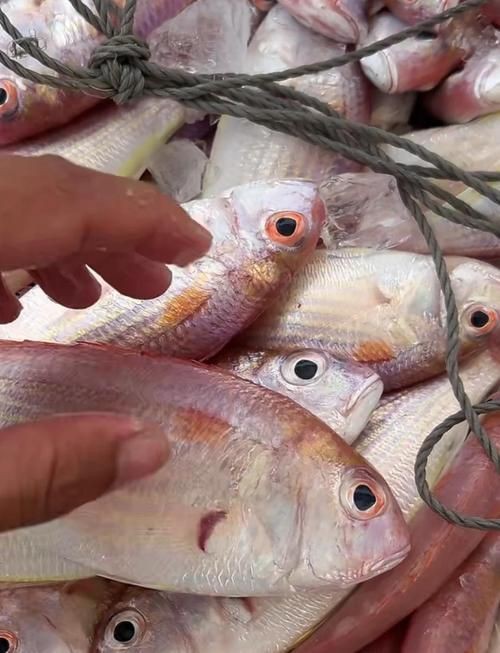 紅頭魚的圖片斤