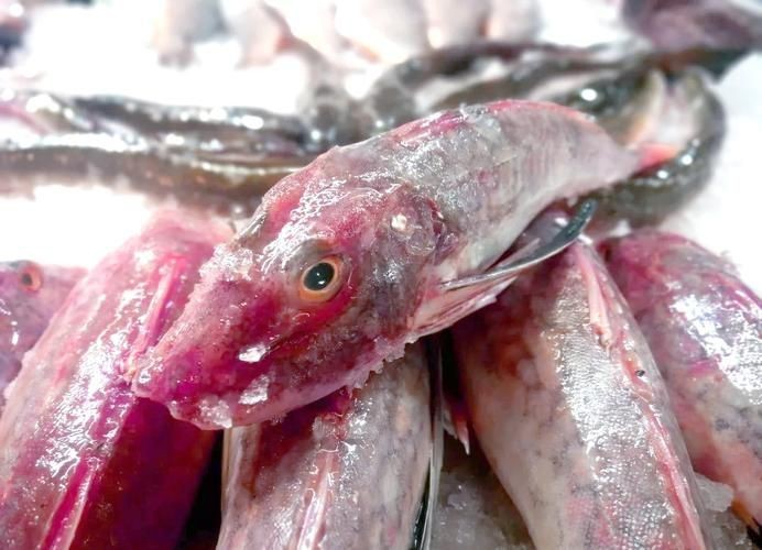 紅頭魚的圖片斤