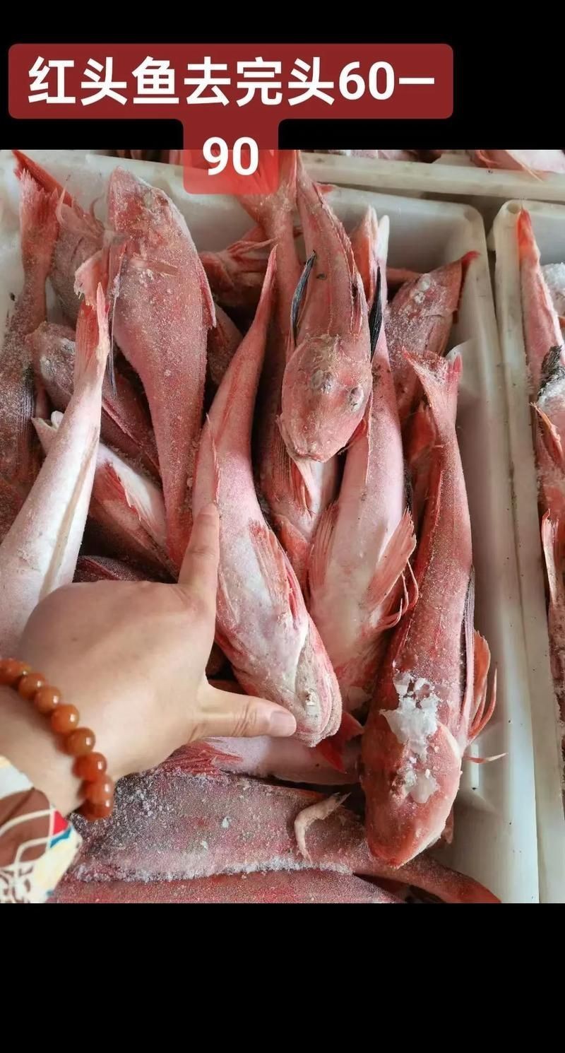 紅頭魚的圖片斤