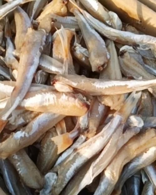 紅頭魚的圖片斤