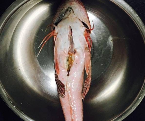 紅頭魚的圖片斤