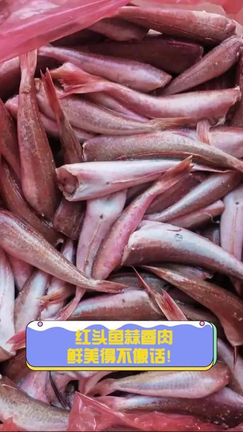 紅頭魚的圖片斤