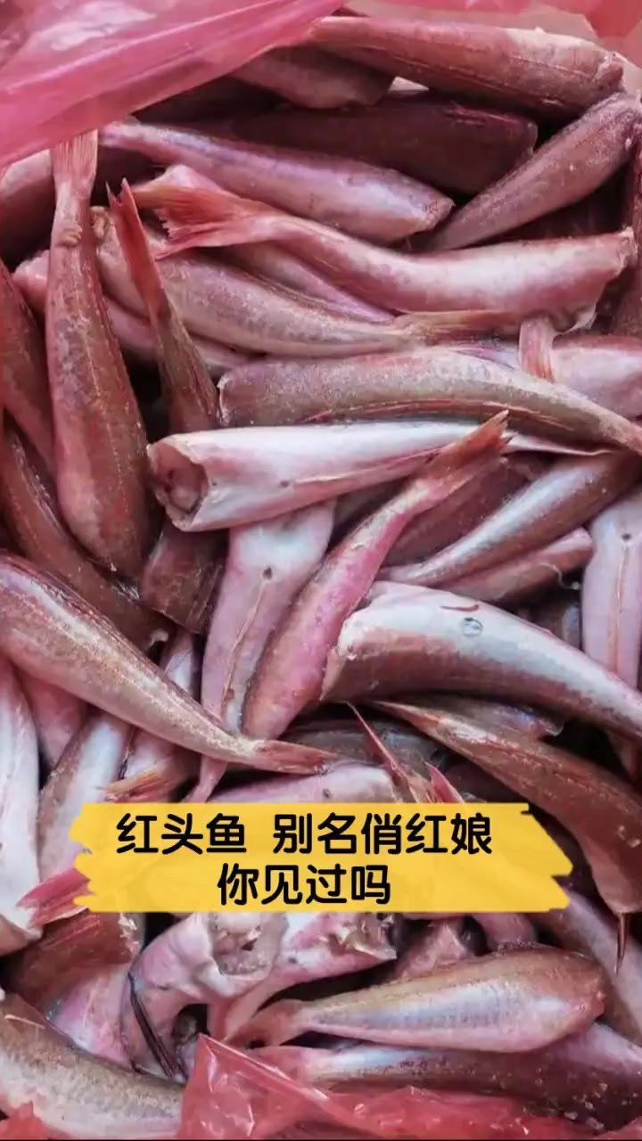 紅頭魚的圖片斤