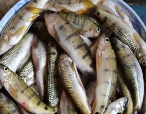 淡水石斑魚能吃嗎