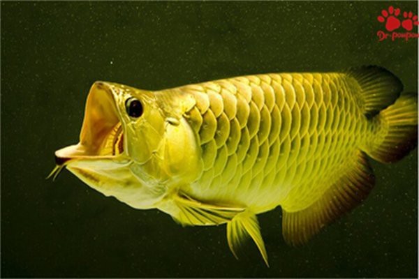 金龍魚外凸最怕三個東西