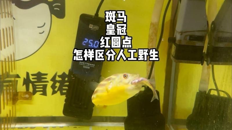 紅圓點(diǎn)狗頭野生和人工區(qū)別