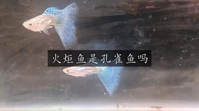 火炬魚是孔雀魚嗎