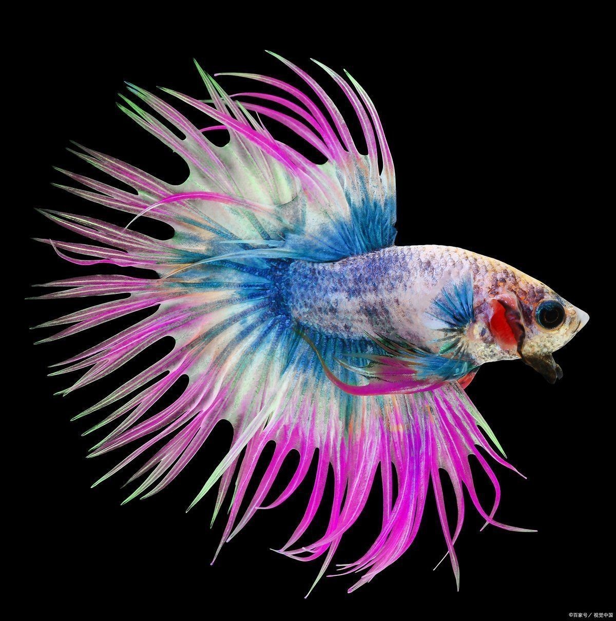 火炬魚是孔雀魚嗎