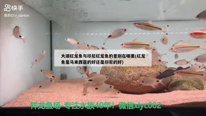 頂級金龍魚世界賽冠軍是誰（ 頂級金龍魚世界賽冠軍是誰（ 魚缸百科