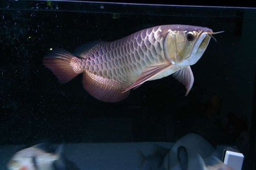 給我一些50公分高背金龍魚(yú)的圖片 給我一些50公分高背金龍魚(yú)的圖片 龍魚(yú)論壇 第19張