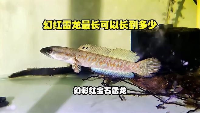 幻彩紅寶石雷龍魚能長多大