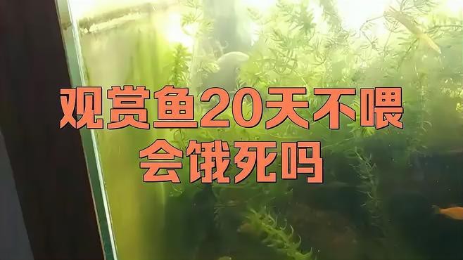 龍魚20天不吃食會死嗎？
