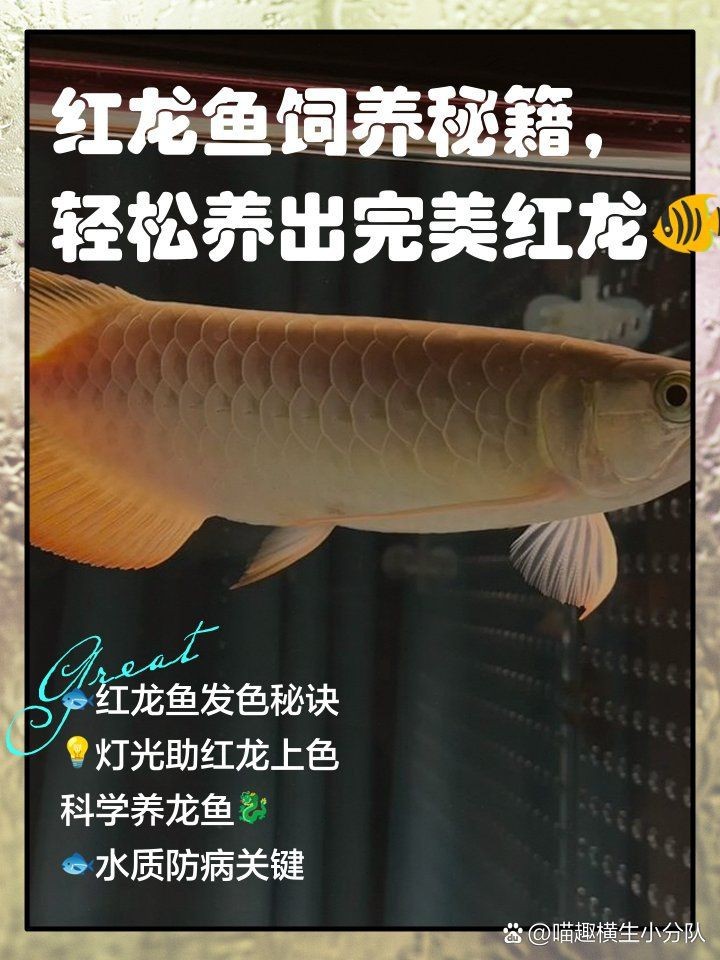 紅龍魚背景紙什么顏色好