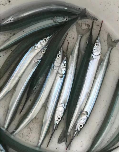 淡水劍魚圖片 淡水劍魚圖片 龍魚論壇 第2張