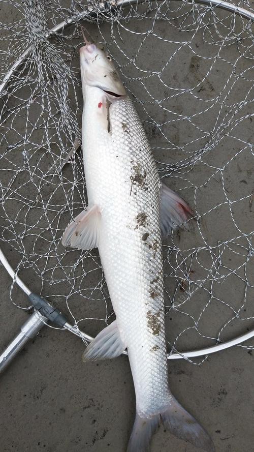 淡水劍魚圖片 淡水劍魚圖片 龍魚論壇 第11張