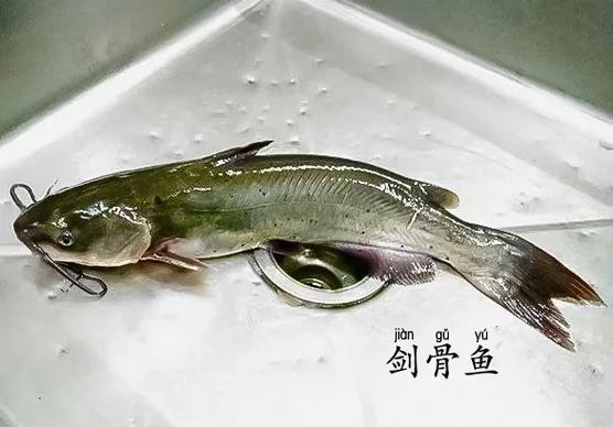 淡水劍魚圖片 淡水劍魚圖片 龍魚論壇 第10張