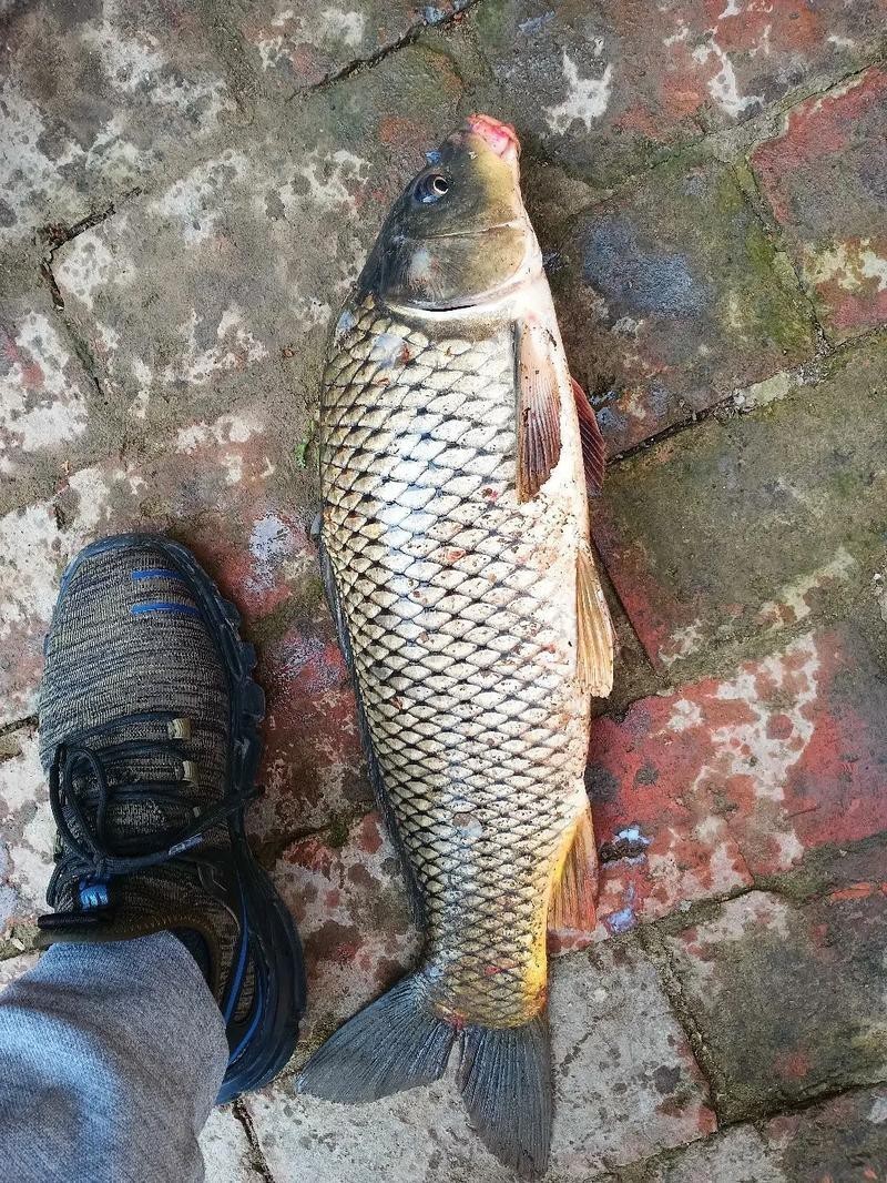 淡水劍魚圖片 淡水劍魚圖片 龍魚論壇 第13張