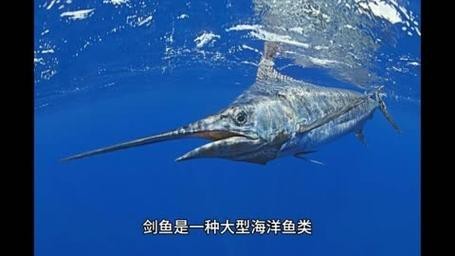 淡水劍魚圖片 淡水劍魚圖片 龍魚論壇 第9張