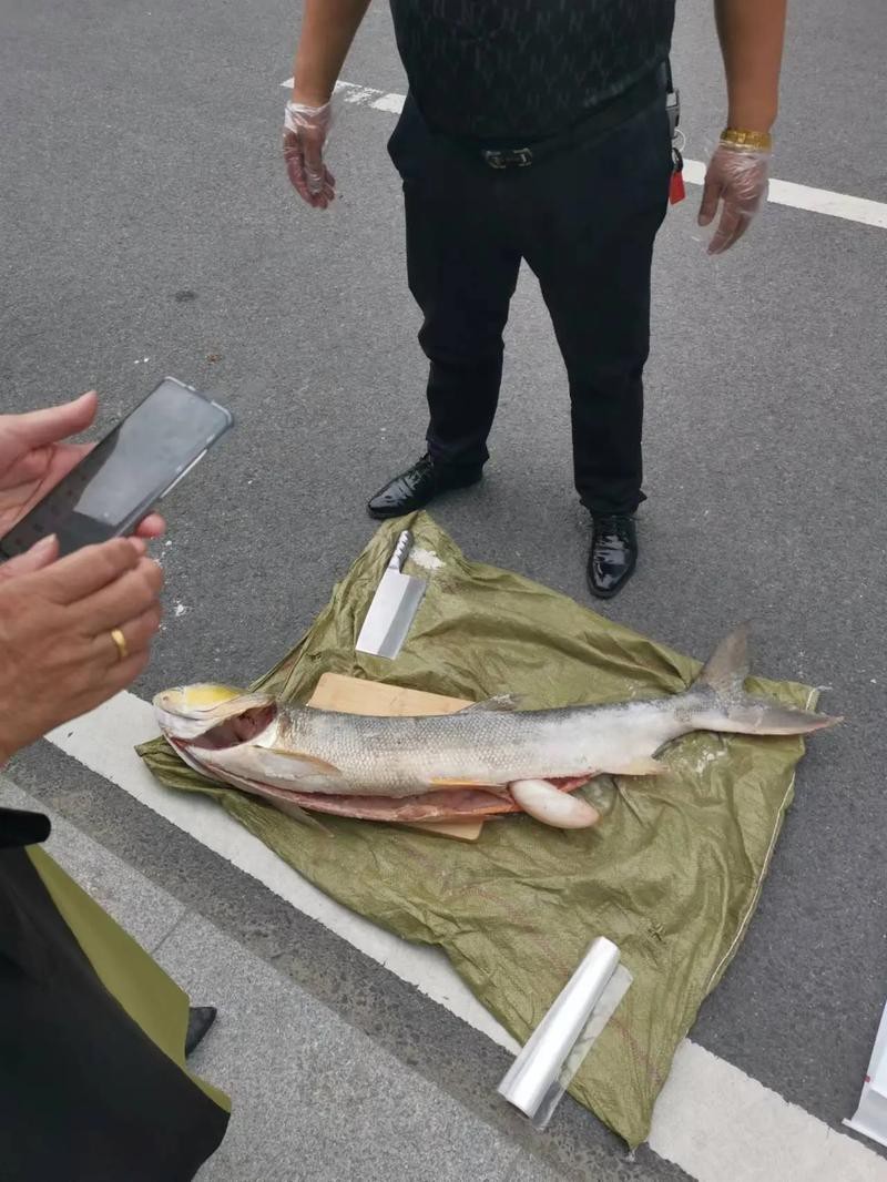淡水劍魚圖片 淡水劍魚圖片 龍魚論壇 第12張