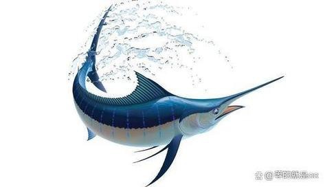淡水劍魚圖片 淡水劍魚圖片 龍魚論壇 第17張