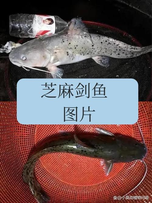 淡水劍魚圖片 淡水劍魚圖片 龍魚論壇 第16張