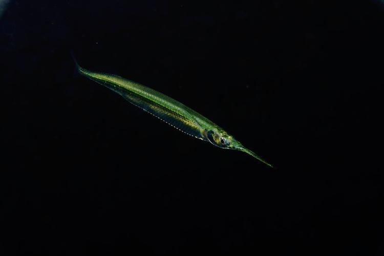 淡水劍魚圖片 淡水劍魚圖片 龍魚論壇 第18張