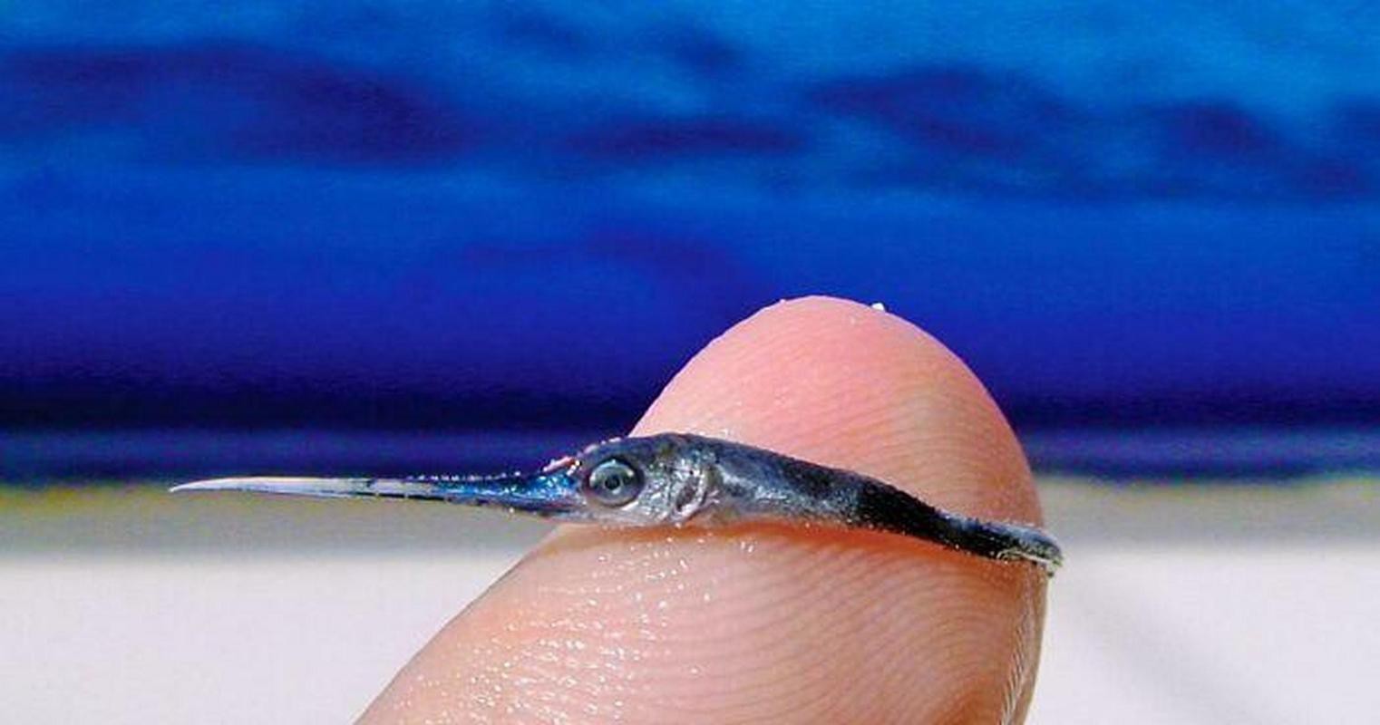 淡水劍魚圖片 淡水劍魚圖片 龍魚論壇 第22張
