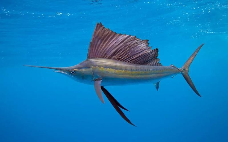 淡水劍魚圖片 淡水劍魚圖片 龍魚論壇 第20張