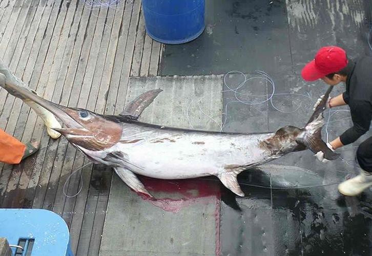 淡水劍魚圖片 淡水劍魚圖片 龍魚論壇 第21張