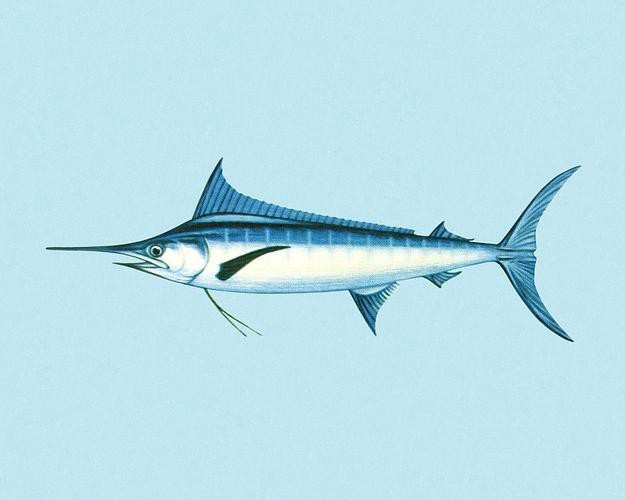 淡水劍魚圖片 淡水劍魚圖片 龍魚論壇 第19張