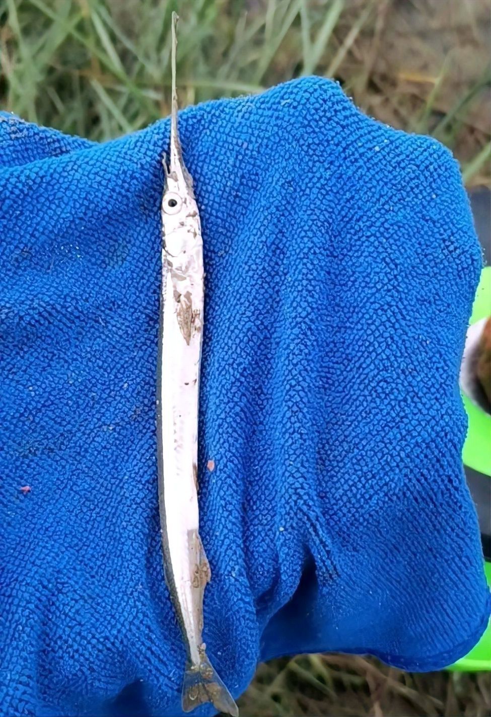 淡水劍魚圖片 淡水劍魚圖片 龍魚論壇 第25張
