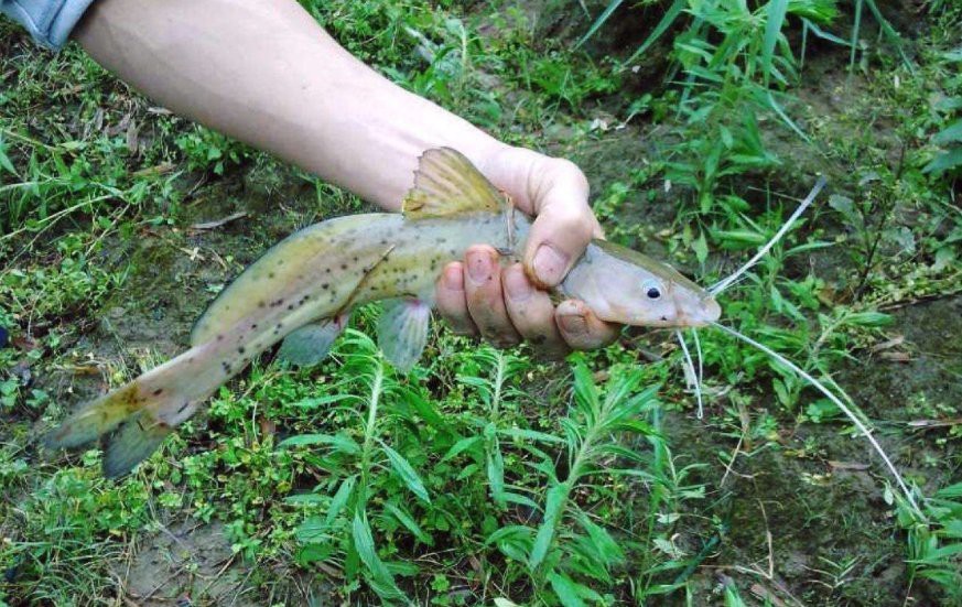 淡水劍魚圖片 淡水劍魚圖片 龍魚論壇 第26張