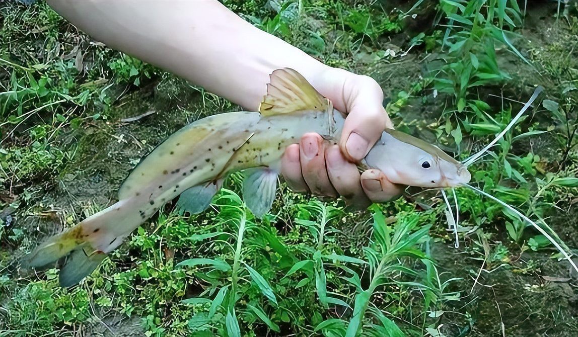 淡水劍魚圖片 淡水劍魚圖片 龍魚論壇 第28張