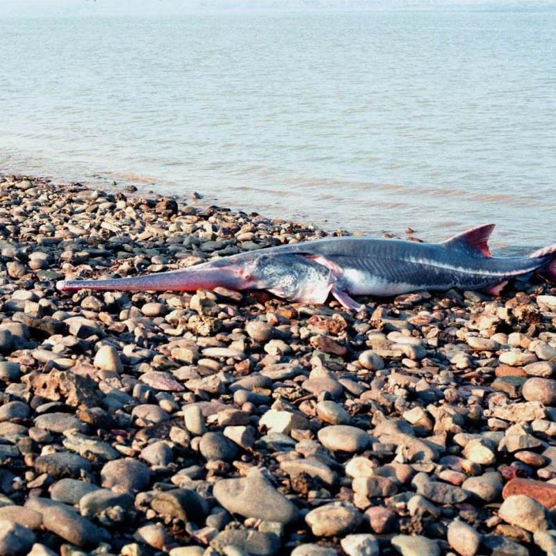 淡水劍魚圖片 淡水劍魚圖片 龍魚論壇 第29張