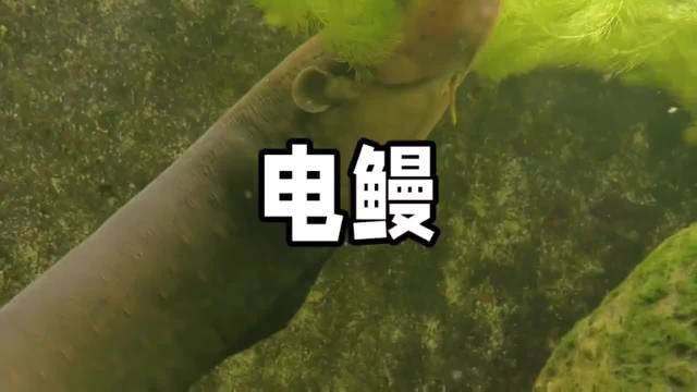 電鰻為什么怕鹽