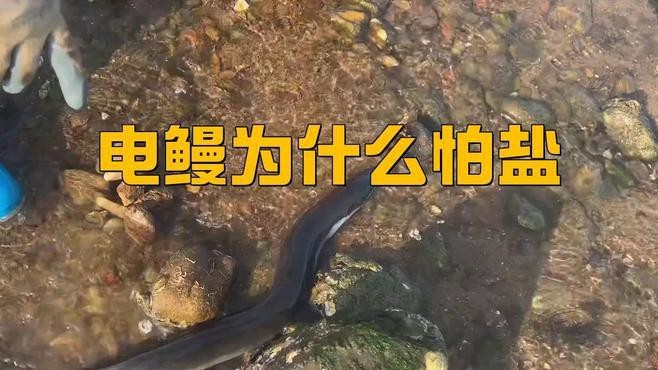 電鰻為什么怕鹽