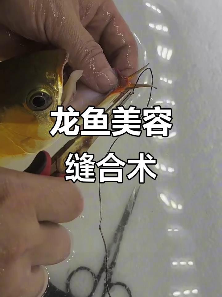 龍魚嘴部閉合不全手術(shù)風(fēng)險(xiǎn)大嗎？ 龍魚嘴部閉合不全手術(shù)風(fēng)險(xiǎn)大嗎？ 龍魚百科 第4張