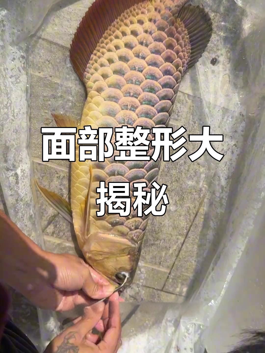 龍魚嘴部閉合不全手術(shù)風(fēng)險(xiǎn)大嗎？ 龍魚嘴部閉合不全手術(shù)風(fēng)險(xiǎn)大嗎？ 龍魚百科 第5張