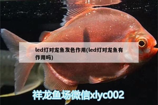 魚缸養(yǎng)兩條銀龍魚好嗎圖片：魚缸養(yǎng)兩條銀龍魚好嗎圖片大全