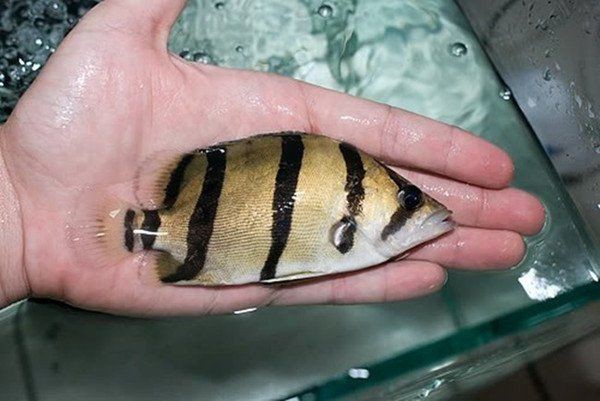 虎魚(yú)紋最簡(jiǎn)單三個(gè)地方
