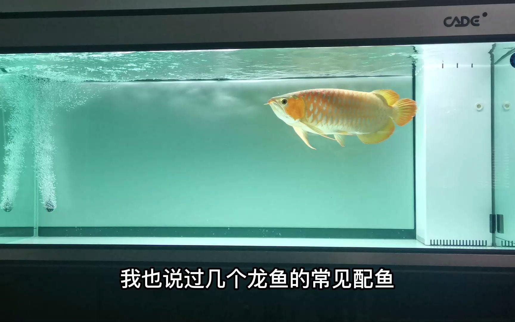 如何挑選適合混養的龍魚？