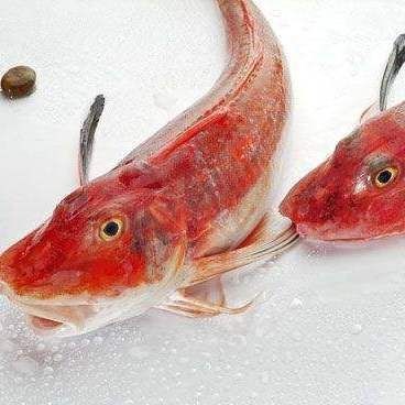 紅頭魚俗稱是什么魚