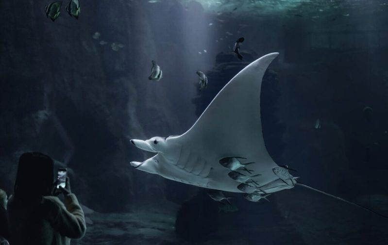 國家水族館名錄2024最新消息 國家水族館名錄2024最新消息 龍魚論壇 第5張