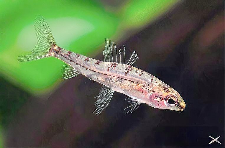 南美缸魚的種類大全 南美缸魚的種類大全 龍魚論壇 第5張