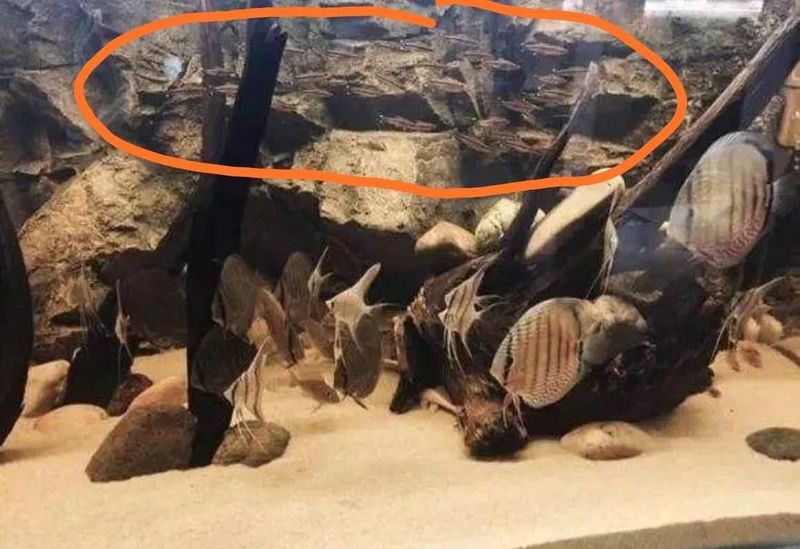 南美缸魚的種類大全 南美缸魚的種類大全 龍魚論壇 第6張