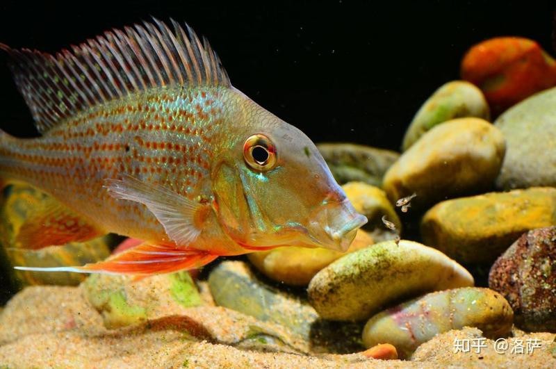 南美缸魚的種類大全 南美缸魚的種類大全 龍魚論壇 第3張