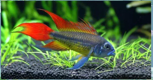 南美缸魚的種類大全 南美缸魚的種類大全 龍魚論壇 第1張
