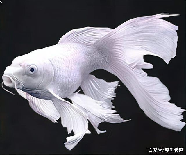 蝴蝶鯉突然死了要警惕 蝴蝶鯉突然死了要警惕 龍魚論壇 第11張