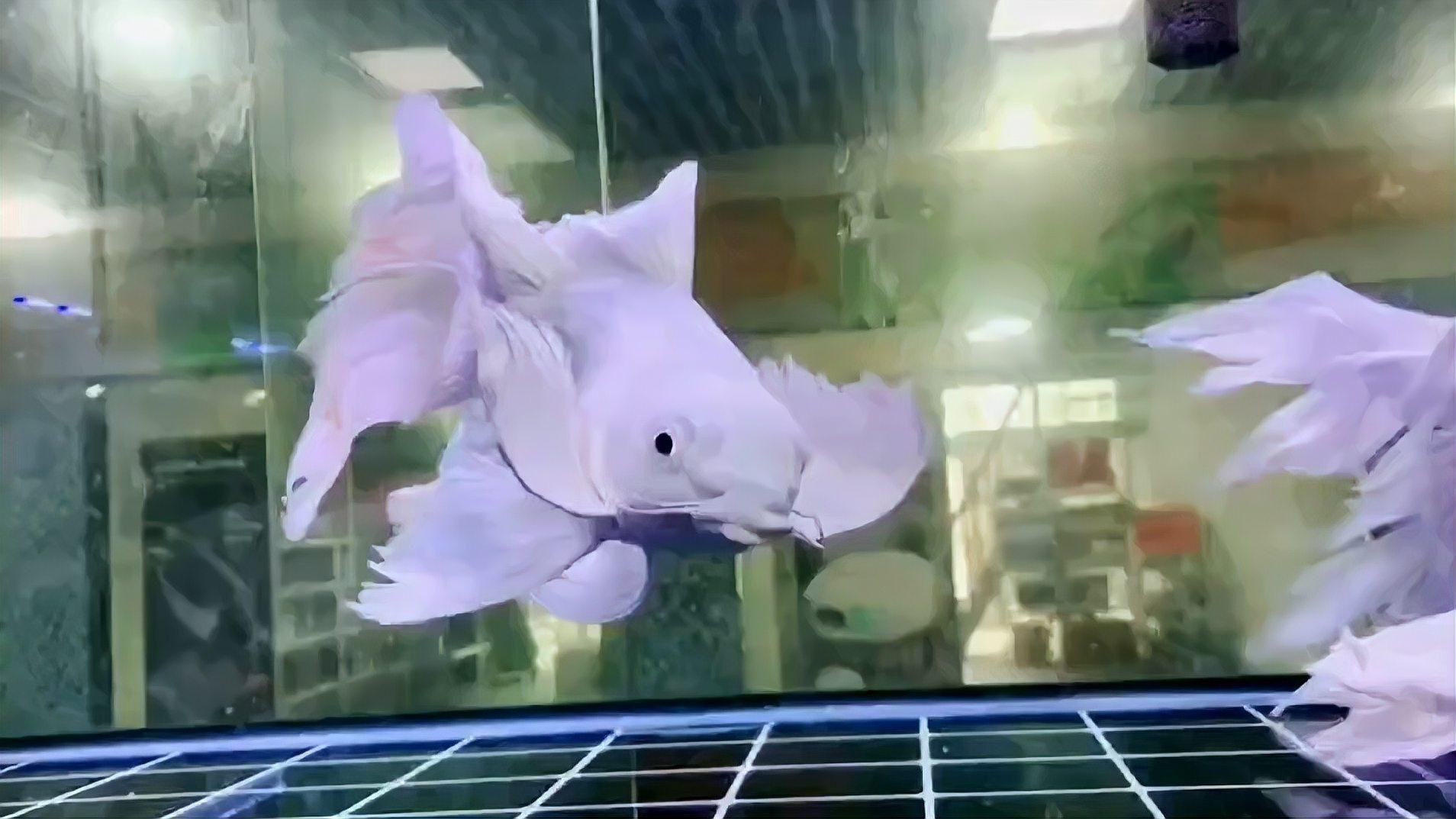 蝴蝶鯉哪個品種最好